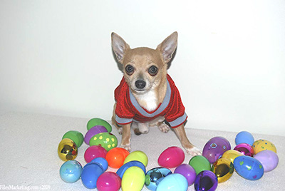 Lots of Chihuahuas Pictures - Oh my!