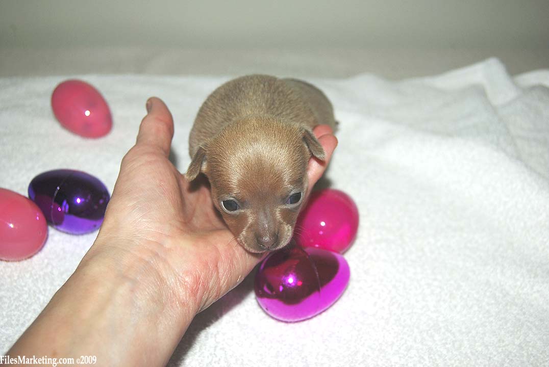 cute baby chihuahua